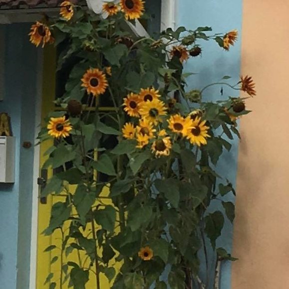 Meet your Posher, Louise - Picture 1 of 1